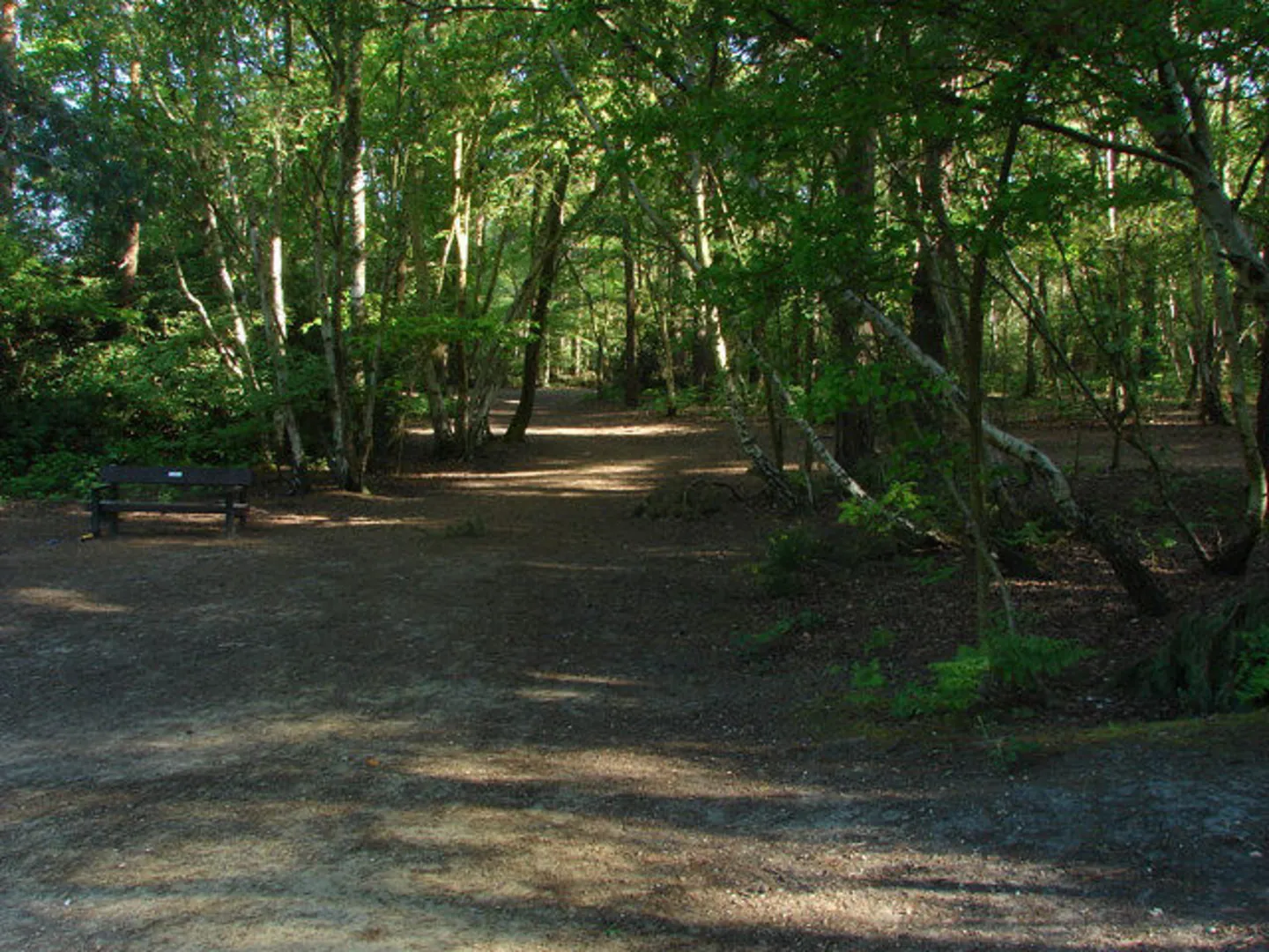 An image depicting the trail Lightwater Country Park Loop and its surrounding area.