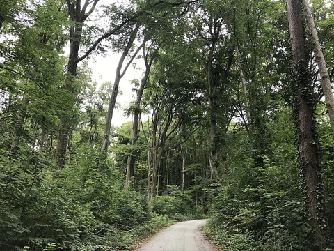 W3 Weisshauswald and Moselsteig