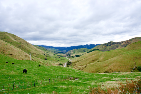 Kaweka Forest - Studholm Saddle Hut