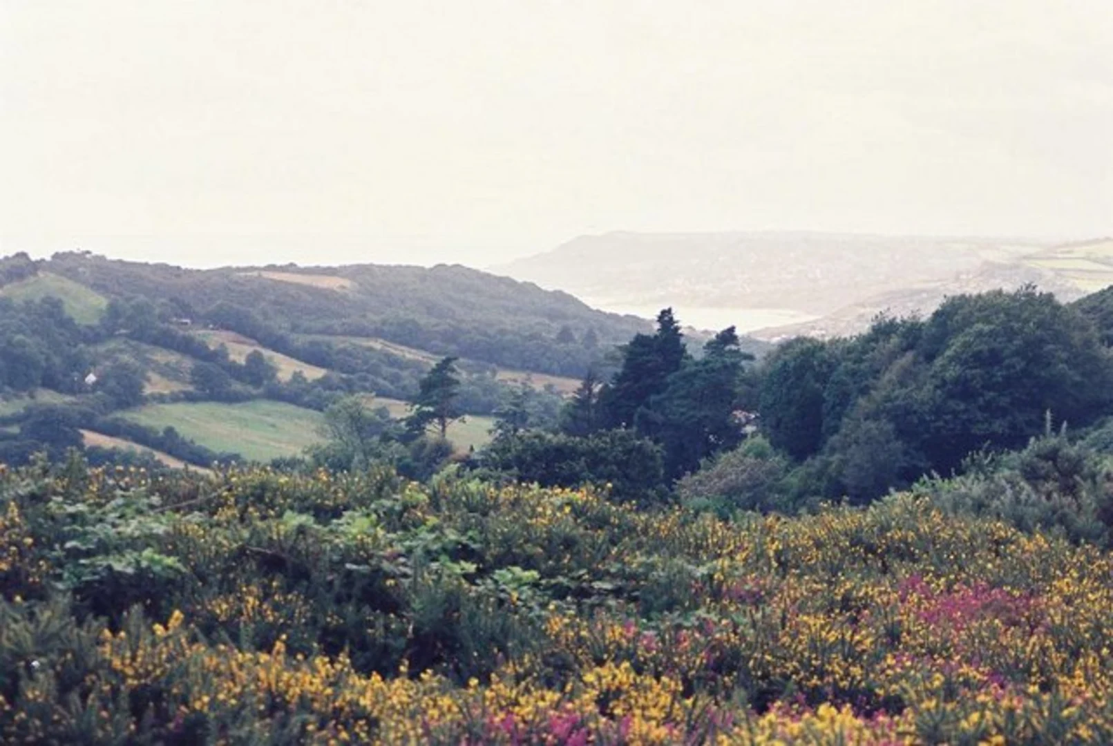 An image depicting the trail Symondsbury and Morcombelake Loop via Golden Cap and its surrounding area.