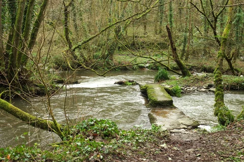 An image depicting the trail Treworder Wood, Lemail Mill and Lemail Wood Loop and its surrounding area.