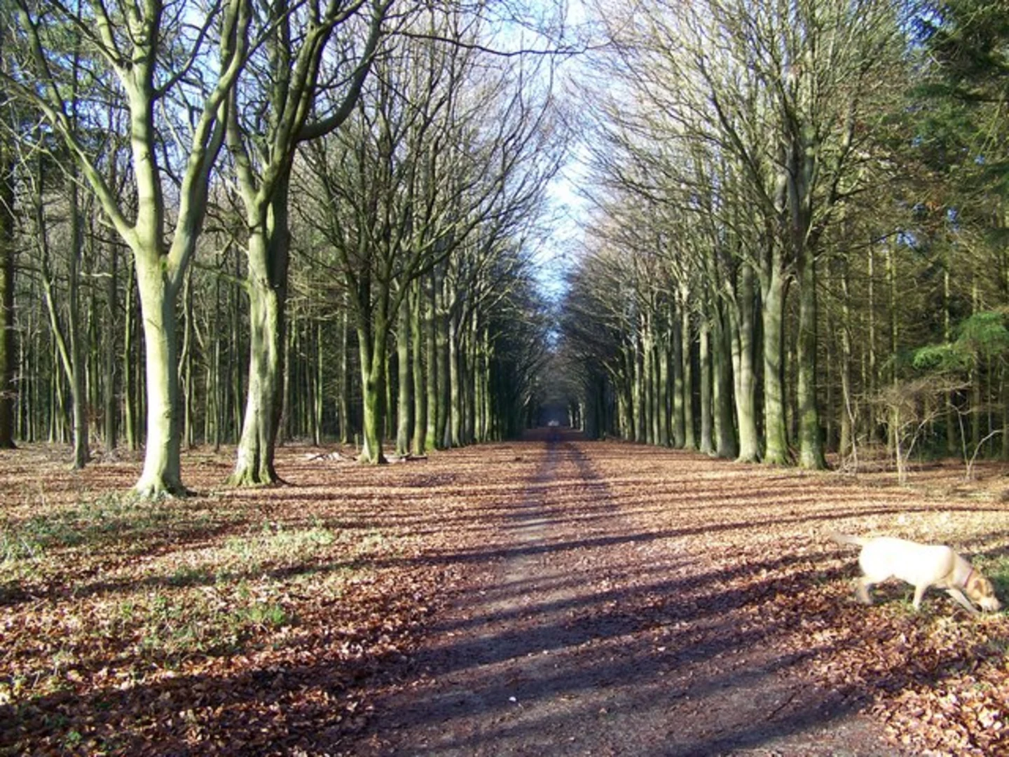 An image depicting the trail Grovely Wood Loop - Baverstock and its surrounding area.
