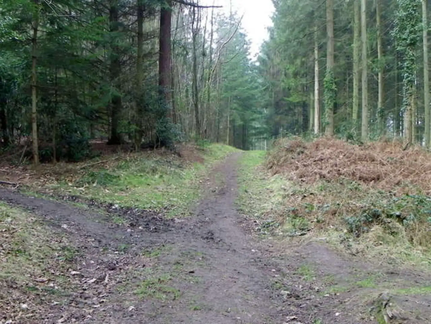 An image depicting the trail Shear Water and Foxholes Plantation Loop and its surrounding area.