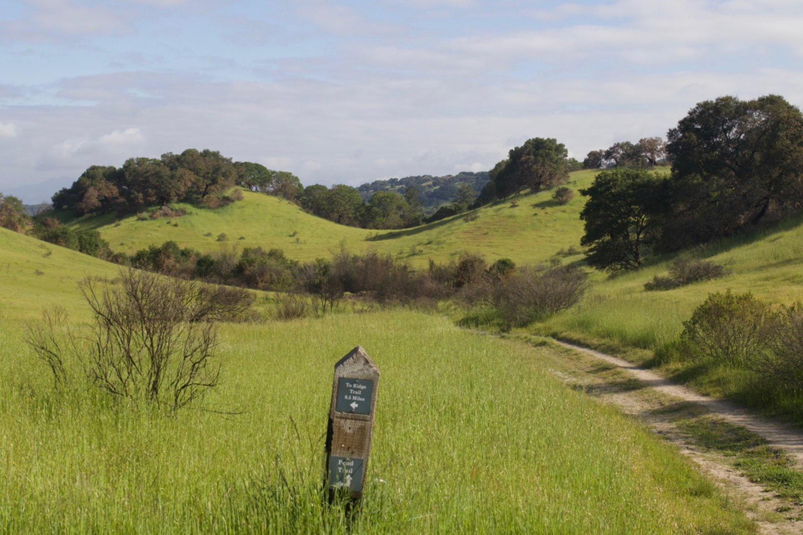 An image depicting the trail Shiloh Ranch Regional Park Loop - Creekside Trail and its surrounding area.