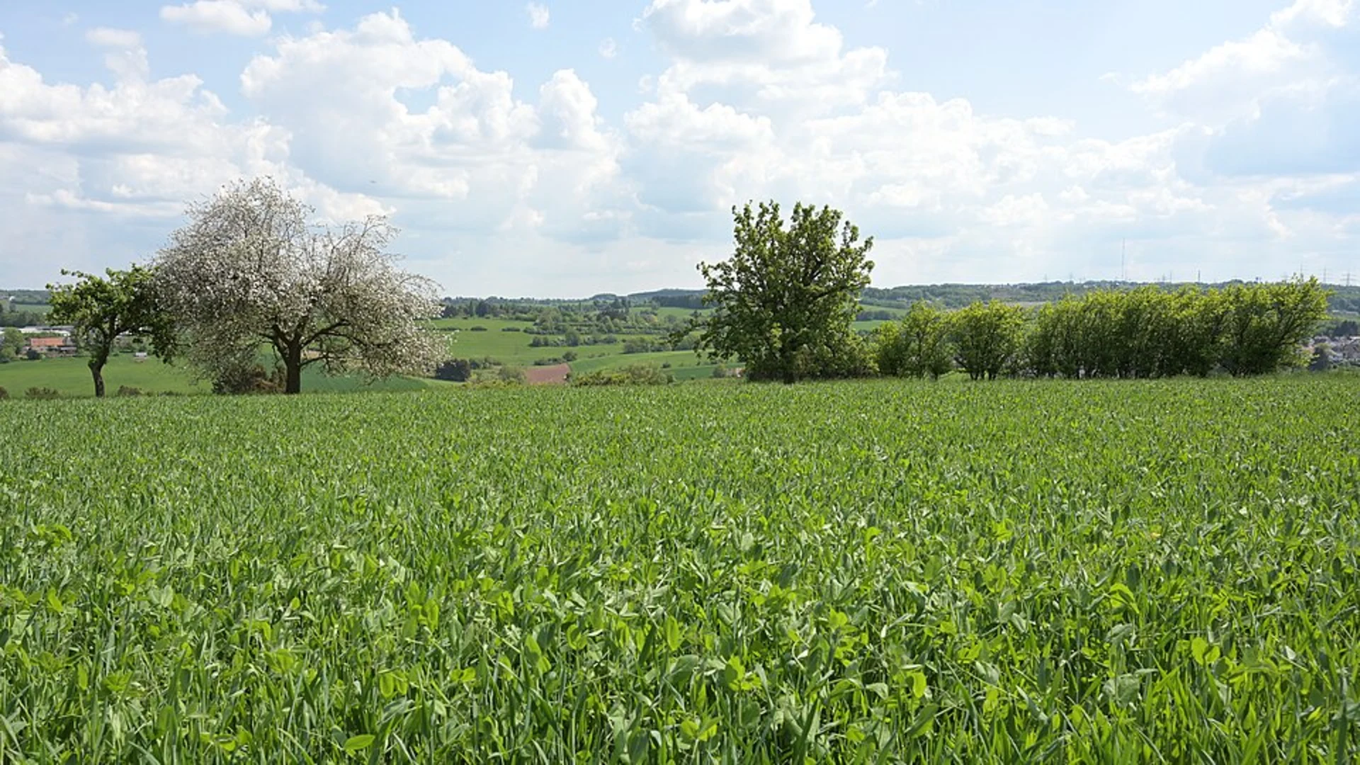 An image depicting the trail Auringer Rundwanderweg and its surrounding area.