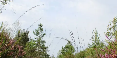 An image depicting the trail Abbeyleix Loops - Killamuck Bog Loop and its surrounding area.
