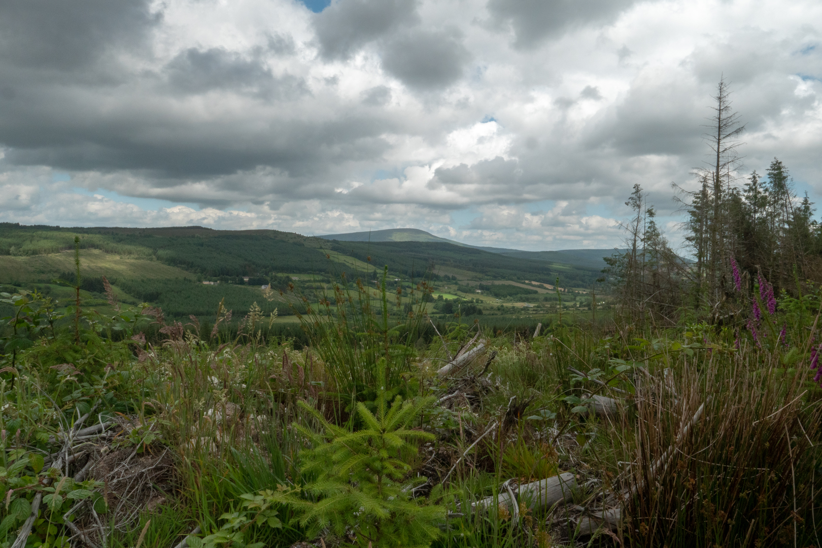 An image depicting the trail Murroe - Glenstal Woods Loop and its surrounding area.