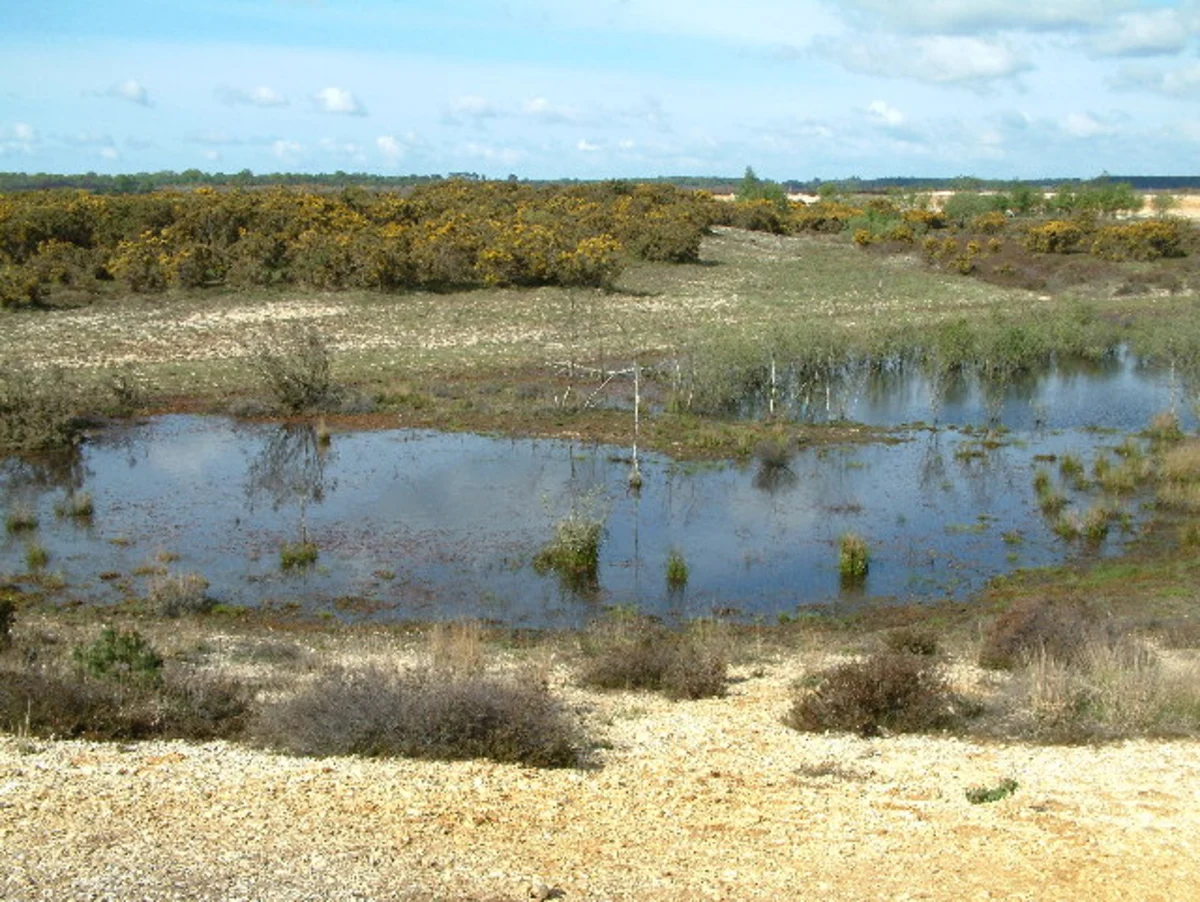 Thorney Hill Circular Walk