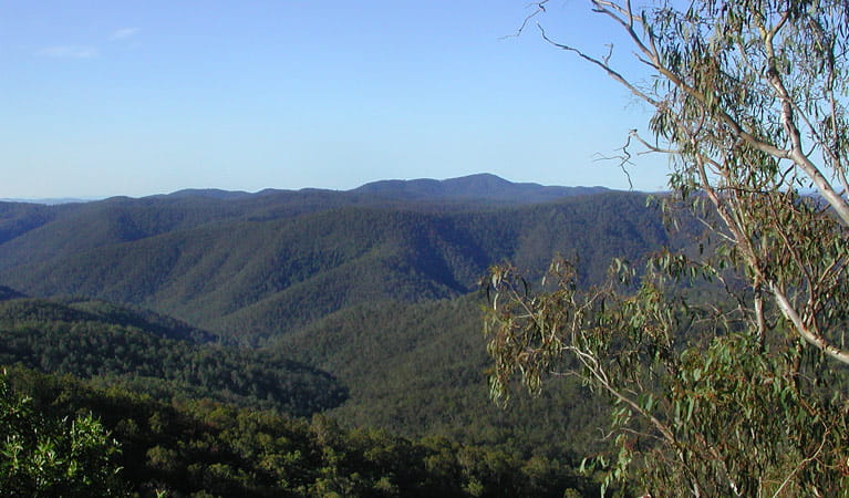 An image depicting the trail Chaelundi National Park and its surrounding area.