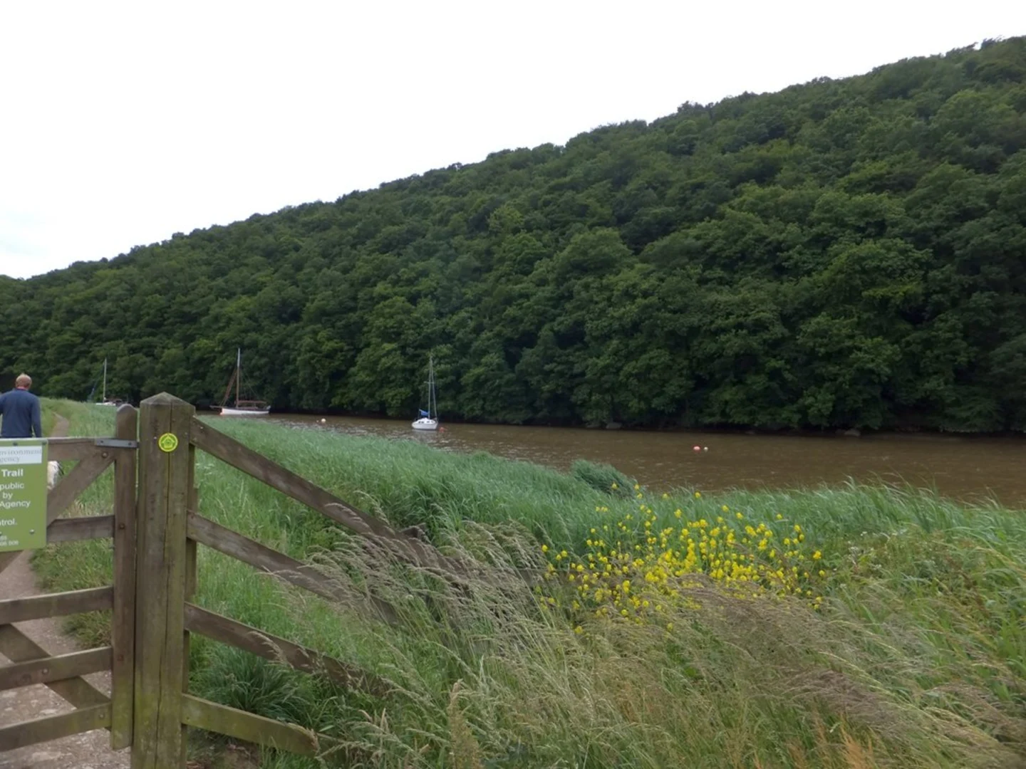 An image depicting the trail Buttspill Wood and River Tamar Loop and its surrounding area.