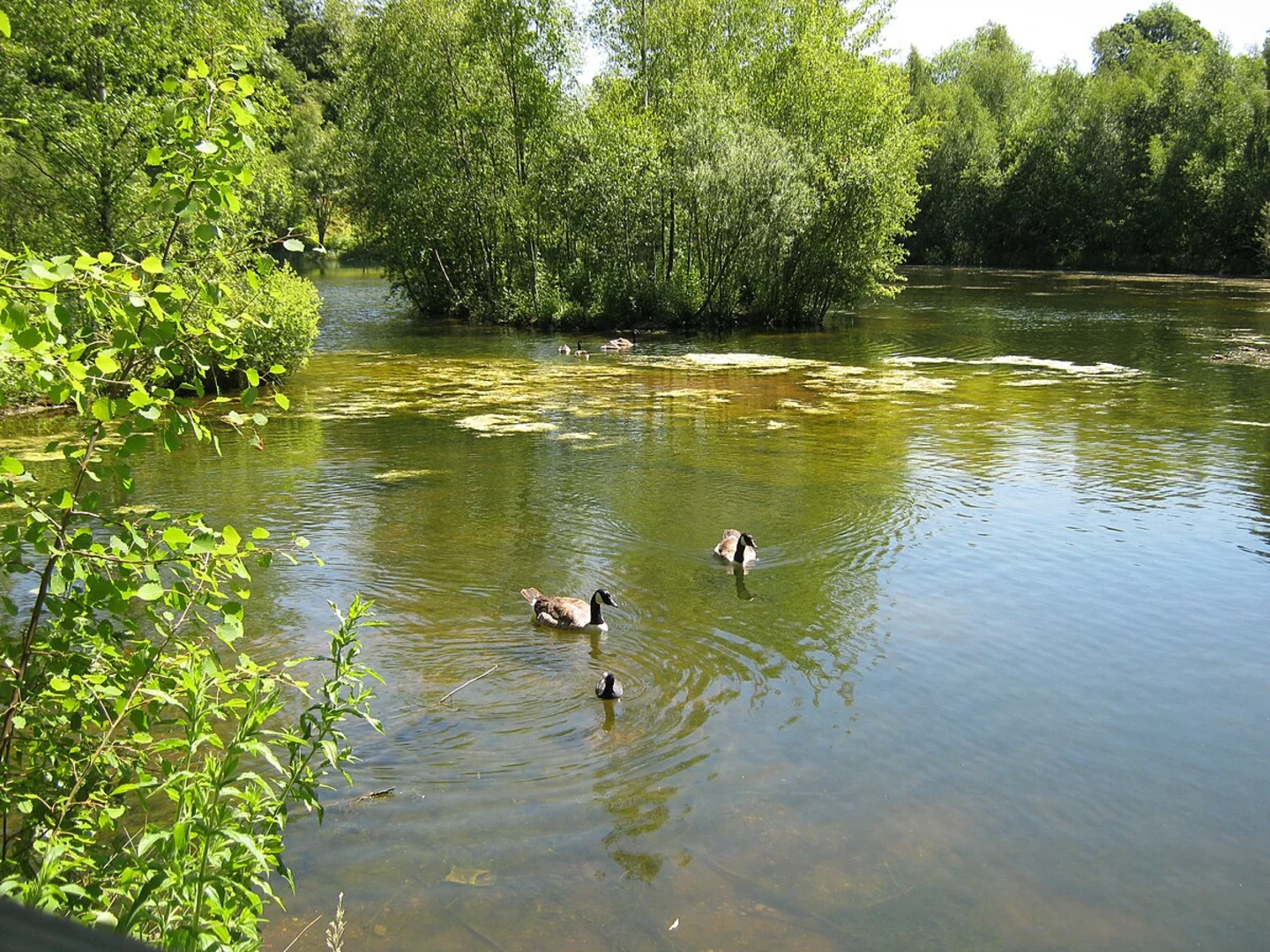 An image depicting the trail Ryton Pools Country Park Short Loop and its surrounding area.