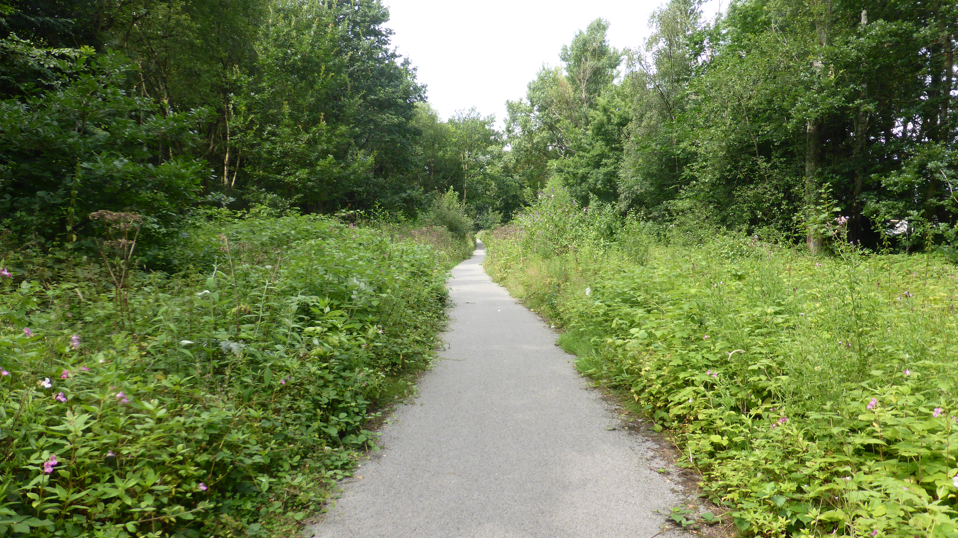 An image depicting the trail Wey South Path and its surrounding area.