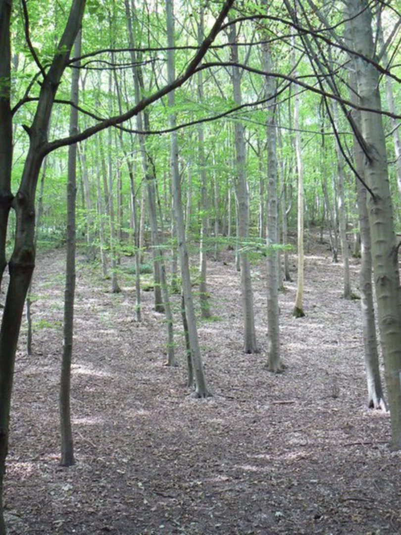 An image depicting the trail Millington Woods and its surrounding area.