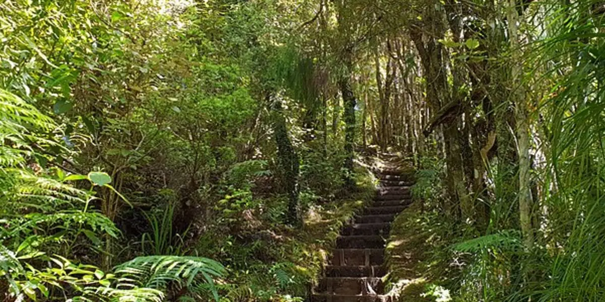 Dome Forest to Govan Wilson Road