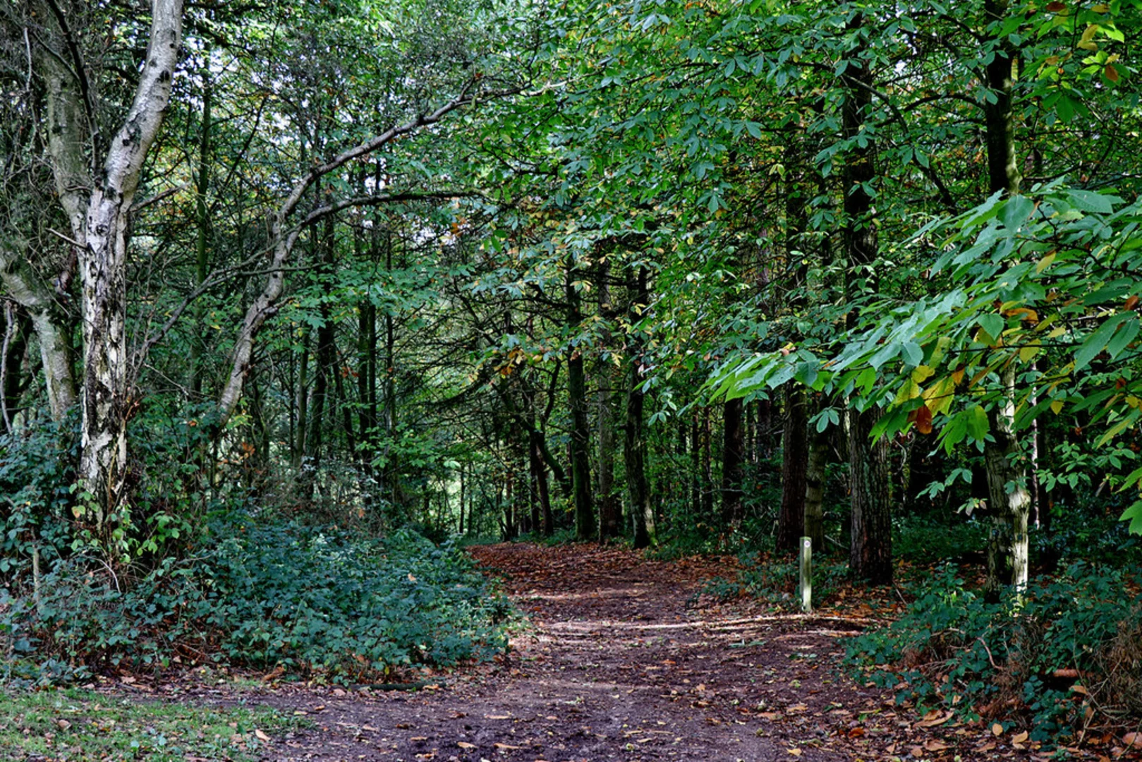An image depicting the trail Gorse Covert and Nanny's Rock Loop and its surrounding area.