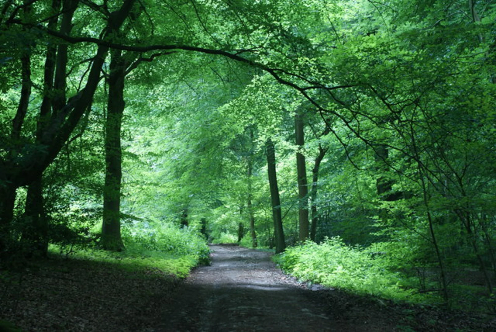 An image depicting the trail Dogkennel Green Loop via Polesden Lacey Estate Loop and its surrounding area.