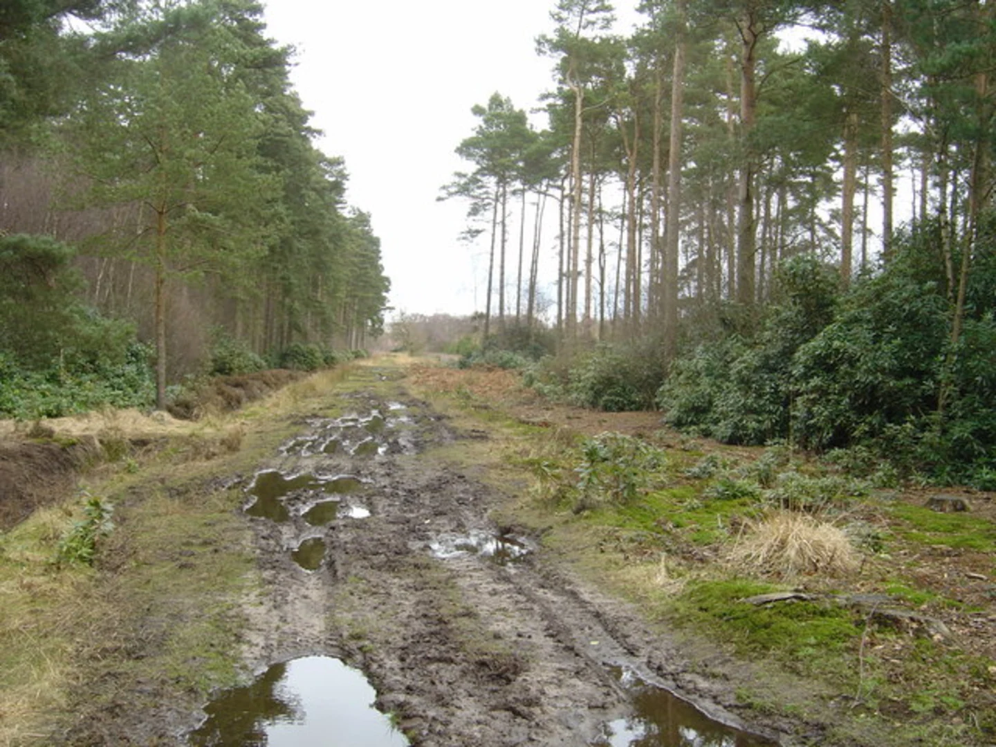 An image depicting the trail Sancton Loop and its surrounding area.