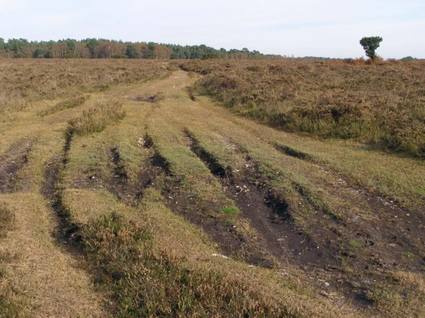 An image depicting the trail Eyeworth Wood, Dark Hat Wood and Eyeworth Pond Loop and its surrounding area.