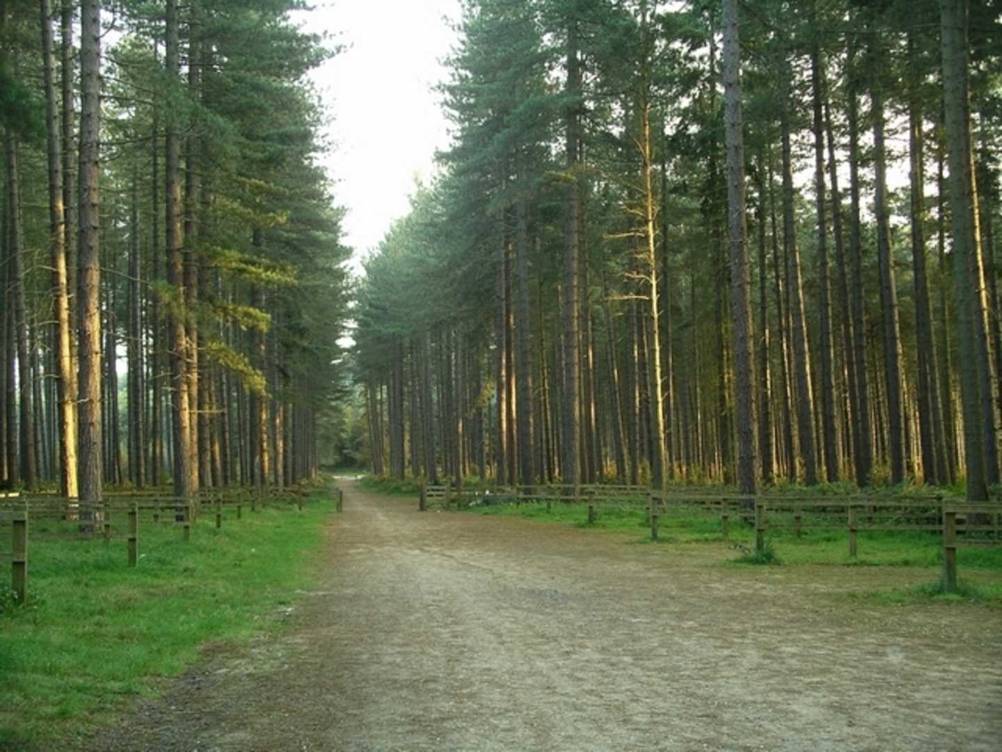 An image depicting the trail Sherwood Pines Forest Park Loop and its surrounding area.