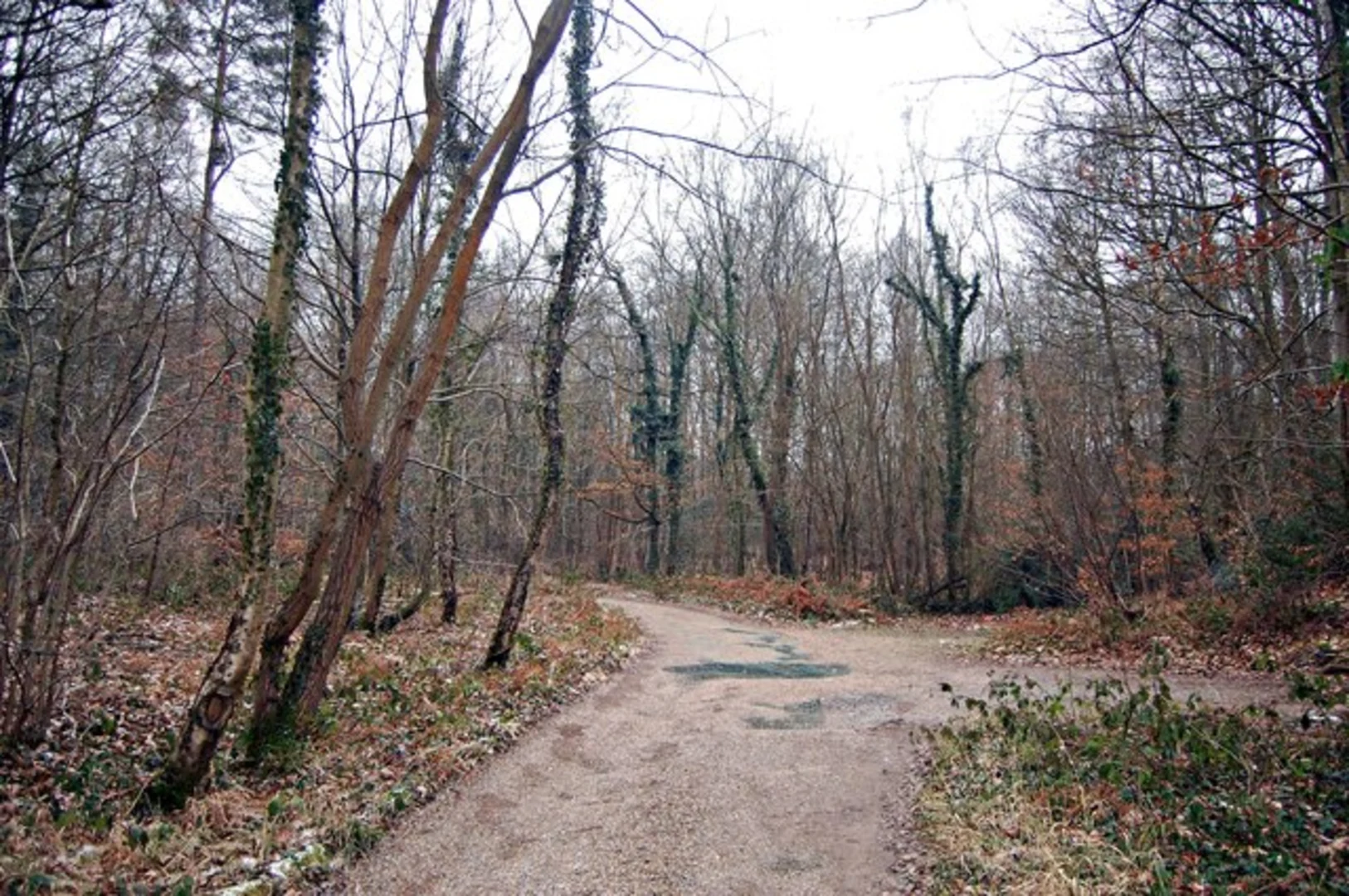 An image depicting the trail Styants Wood, Ightham Mote, Cold Blows and Fawke Common Loop and its surrounding area.