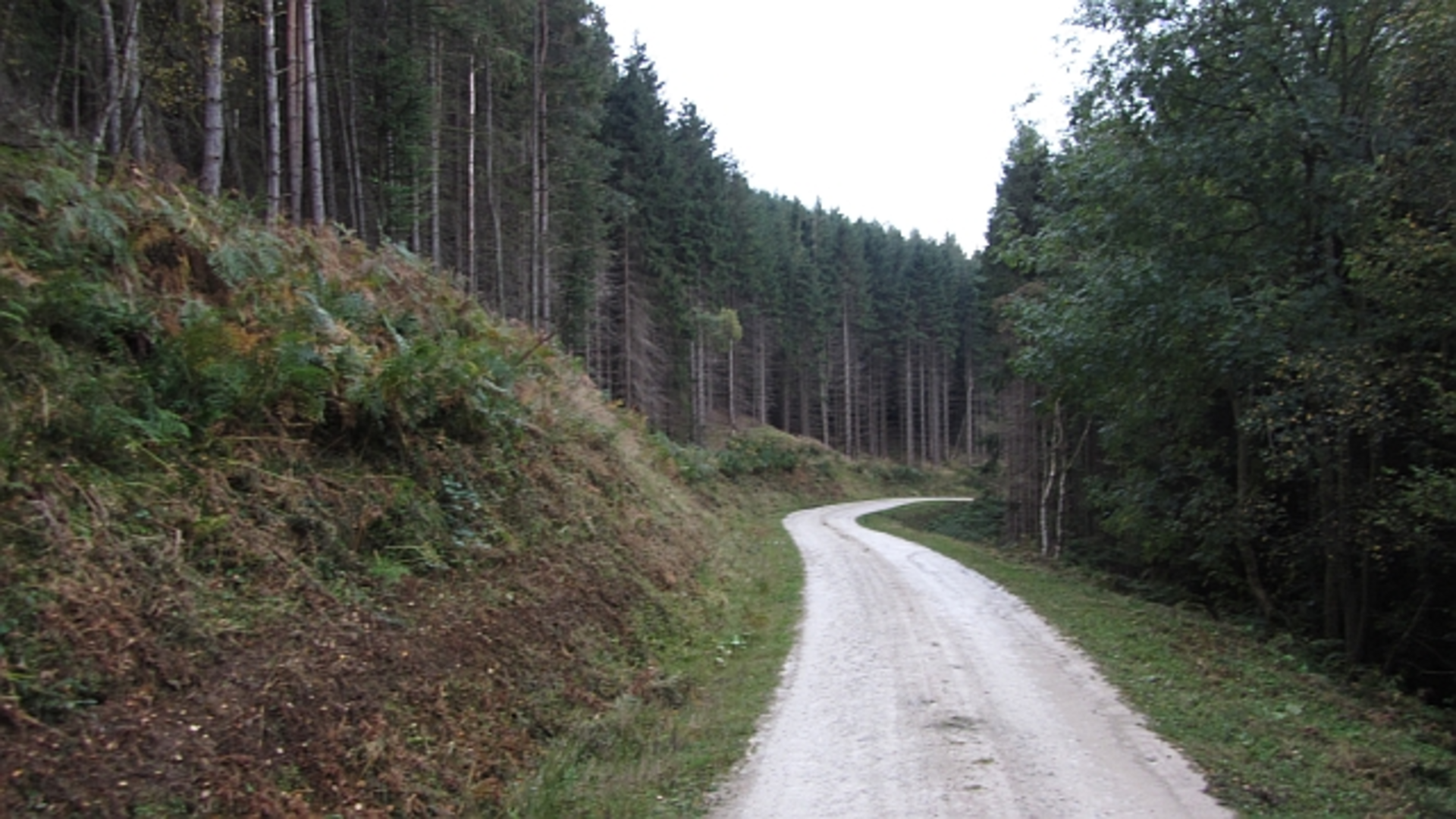 An image depicting the trail Brockhill Wood Loop and its surrounding area.