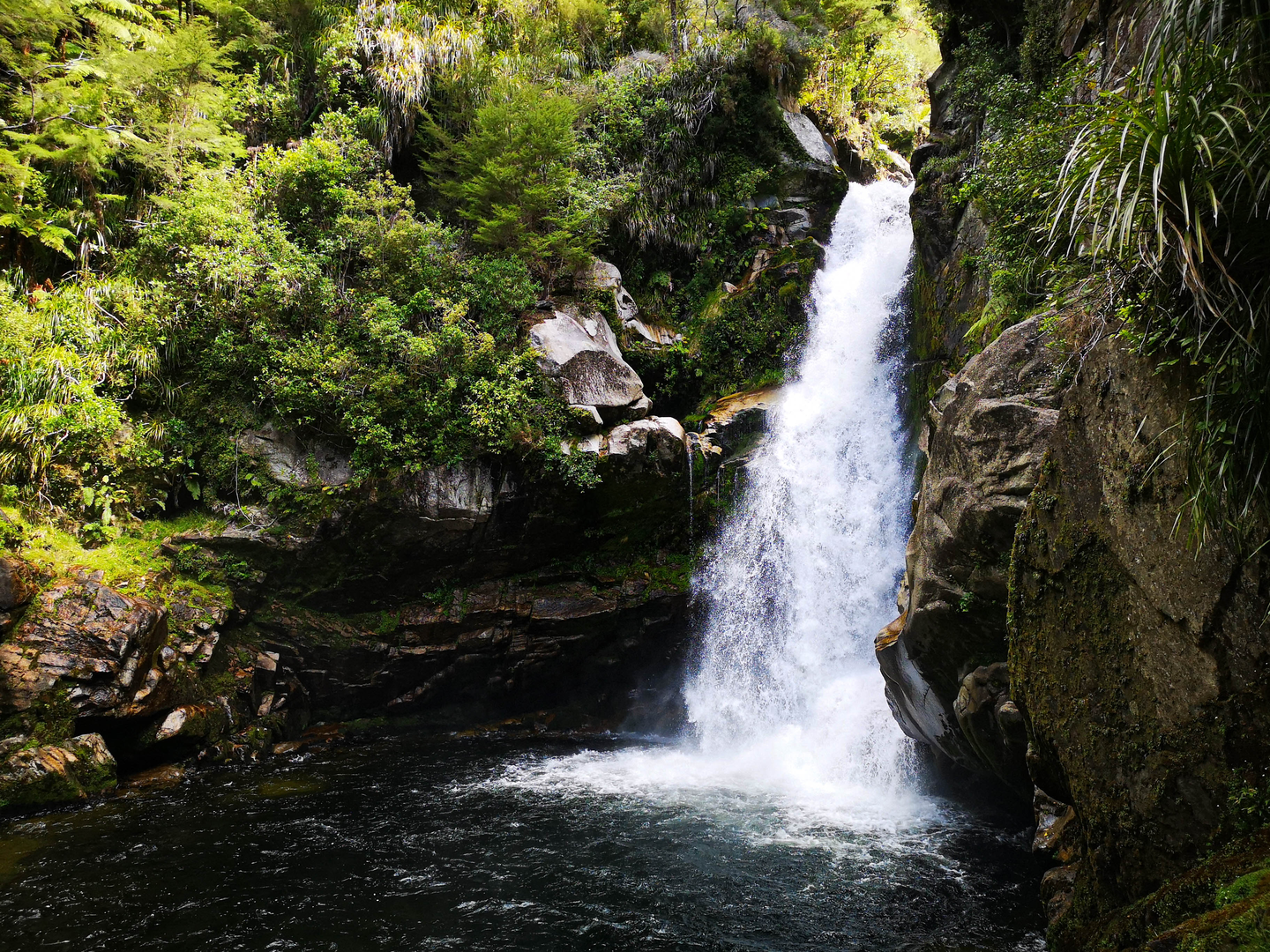 An image depicting the trail Wainui Falls Track and its surrounding area.
