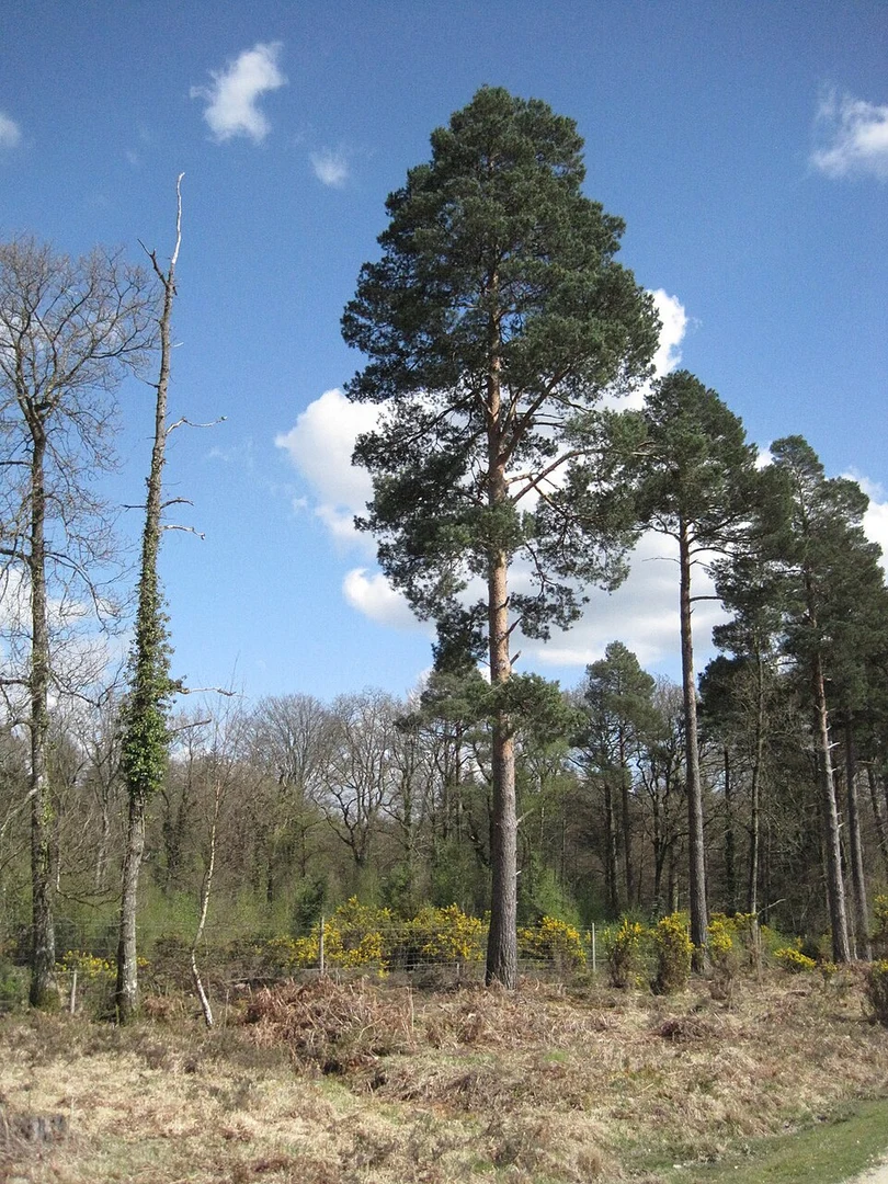 An image depicting the trail Highland Water Inclosure and Holidays Hill Loop and its surrounding area.