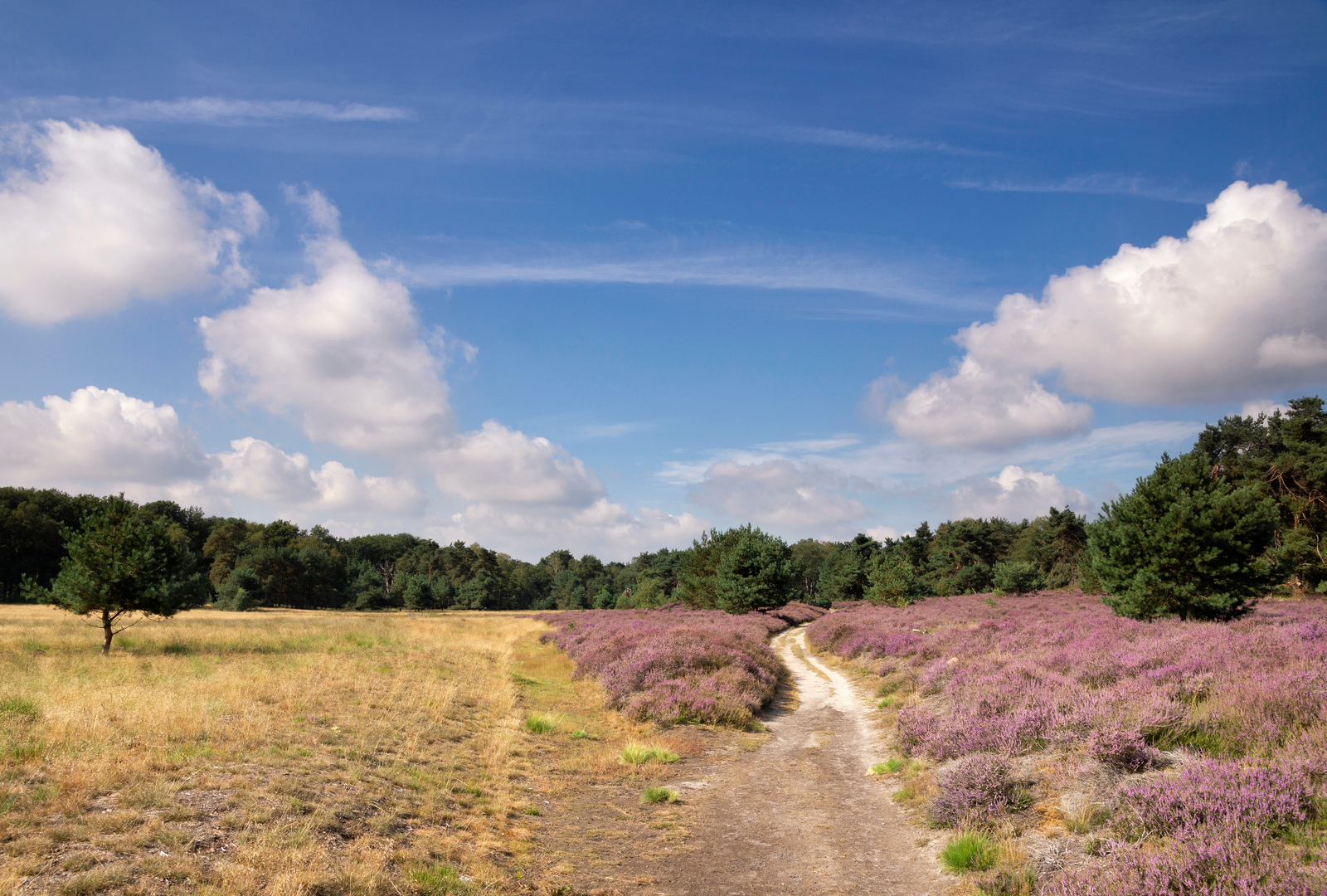An image depicting the trail Renkumse Heide, Wildwissel and Doorwerthsche Loop and its surrounding area.