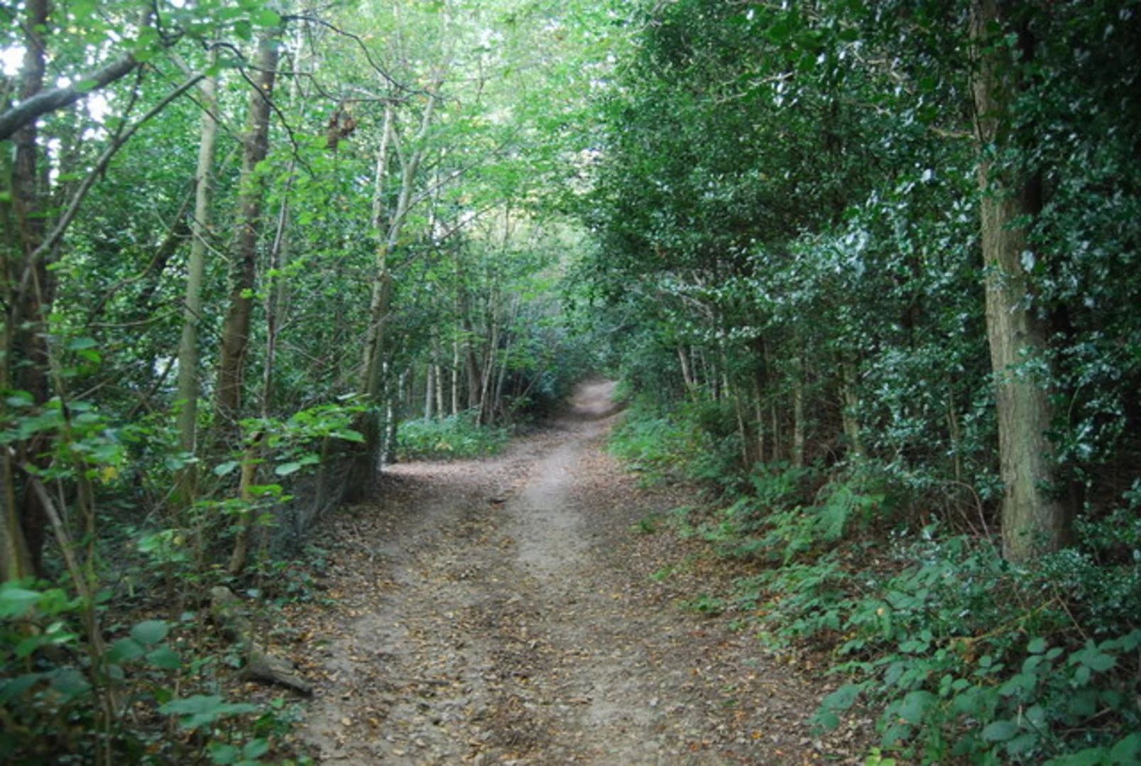 An image depicting the trail Weardale Wood Loop and its surrounding area.