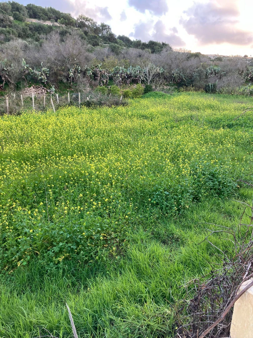 An image depicting the trail mosta short and its surrounding area.