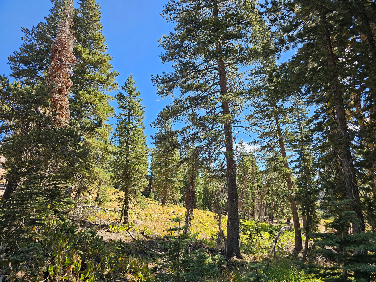 An image depicting the trail Dollar Creek Shared Use Path Loop and its surrounding area.