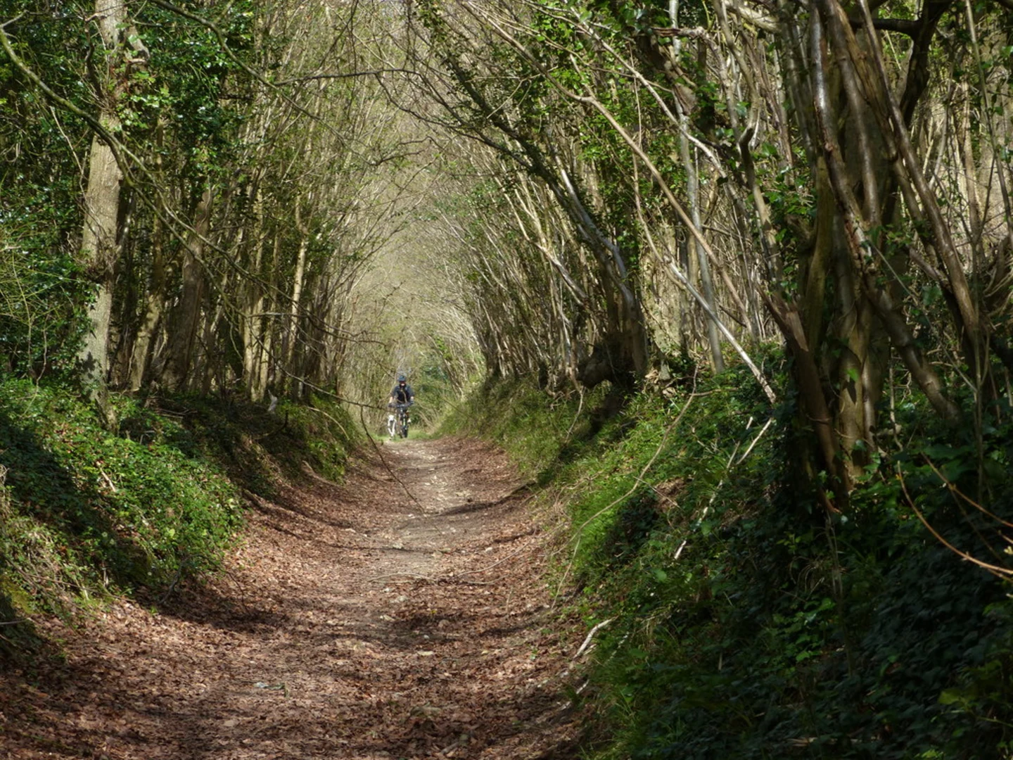 An image depicting the trail Racton, Stoughton and Compton Loop via Stansted Park and its surrounding area.