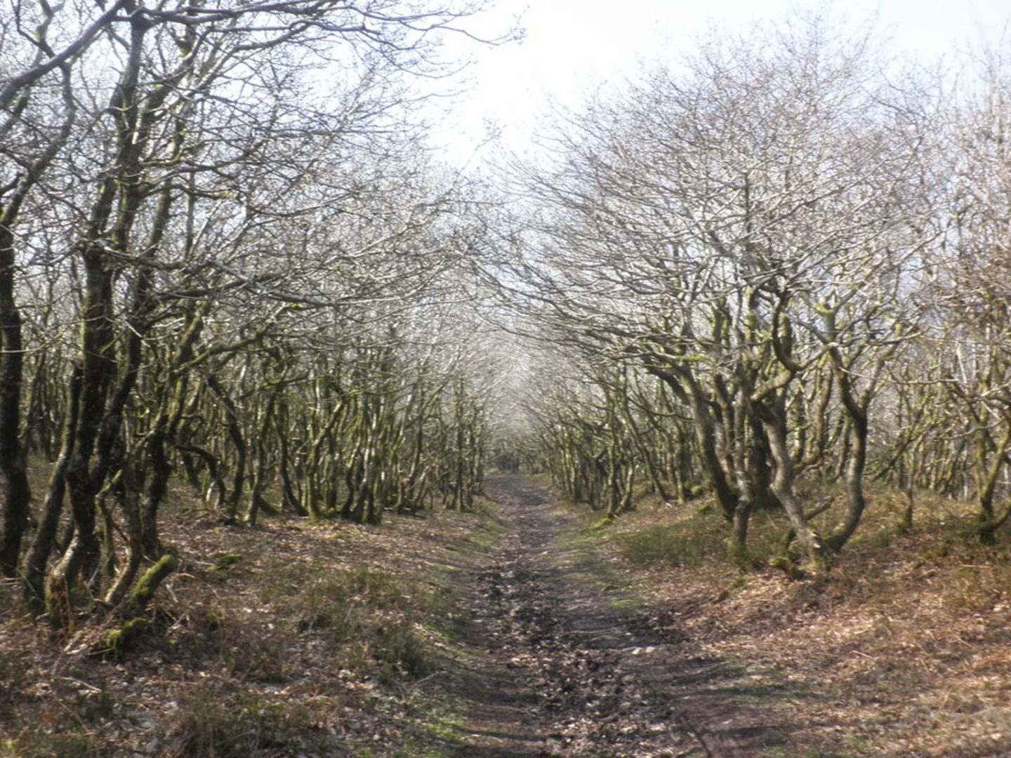 An image depicting the trail Holford Loop and its surrounding area.