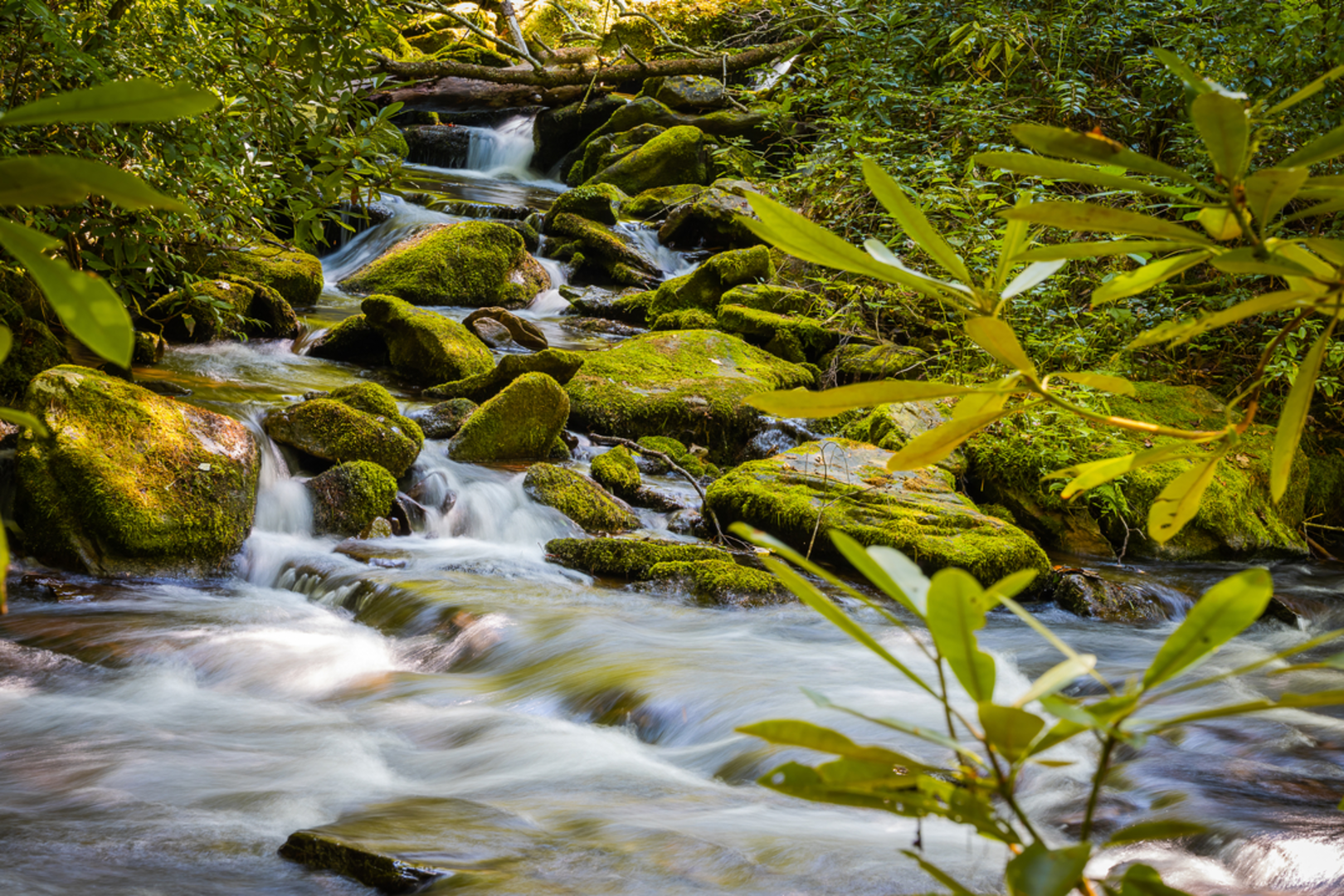 An image depicting the trail Caldwell Fork Loop Trail and its surrounding area.