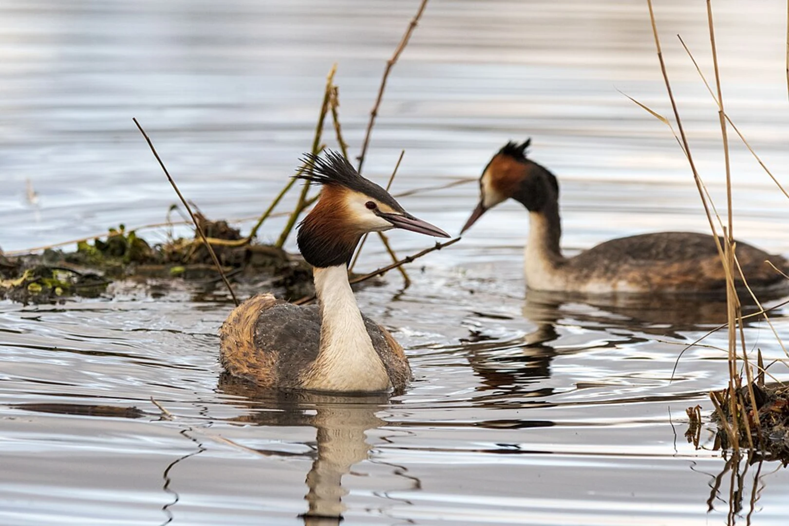 An image depicting the trail Große Lagune via Schwarzer Weg and Mövenstieg and its surrounding area.