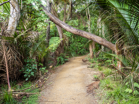 Kitekite Falls Path