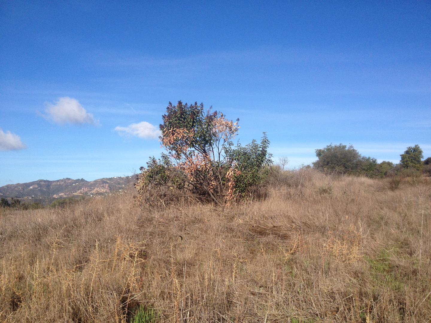 An image depicting the trail Big Rock Lateral Trail and its surrounding area.