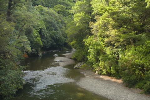 Pakuratahi River Walk and Swingbridge Loop