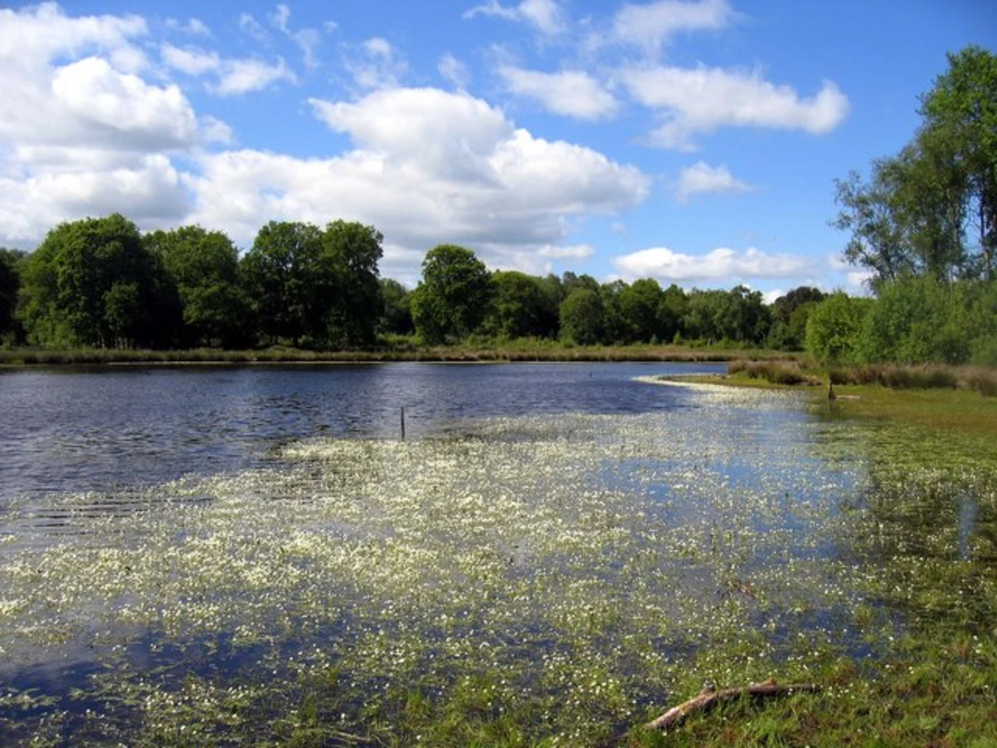An image depicting the trail Brown Moss Nature Reserve and its surrounding area.