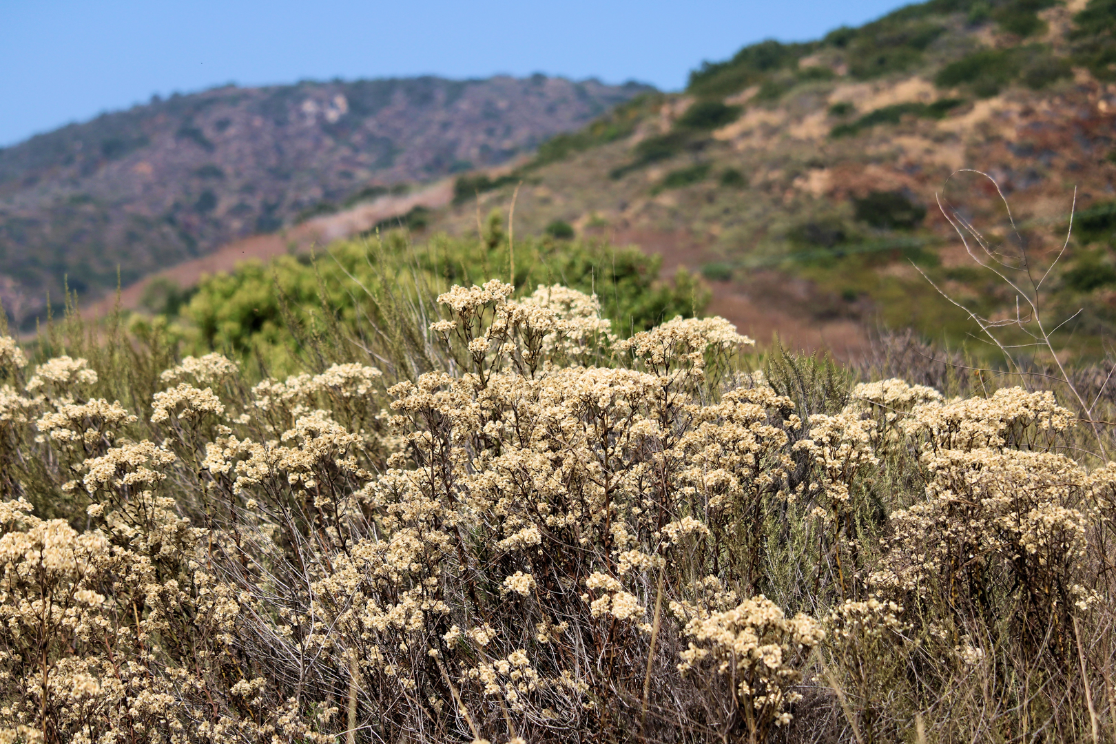 An image depicting the trail Deer Canyon Campground Loop and its surrounding area.