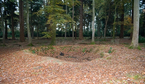 Tall Trees Accessible Trail