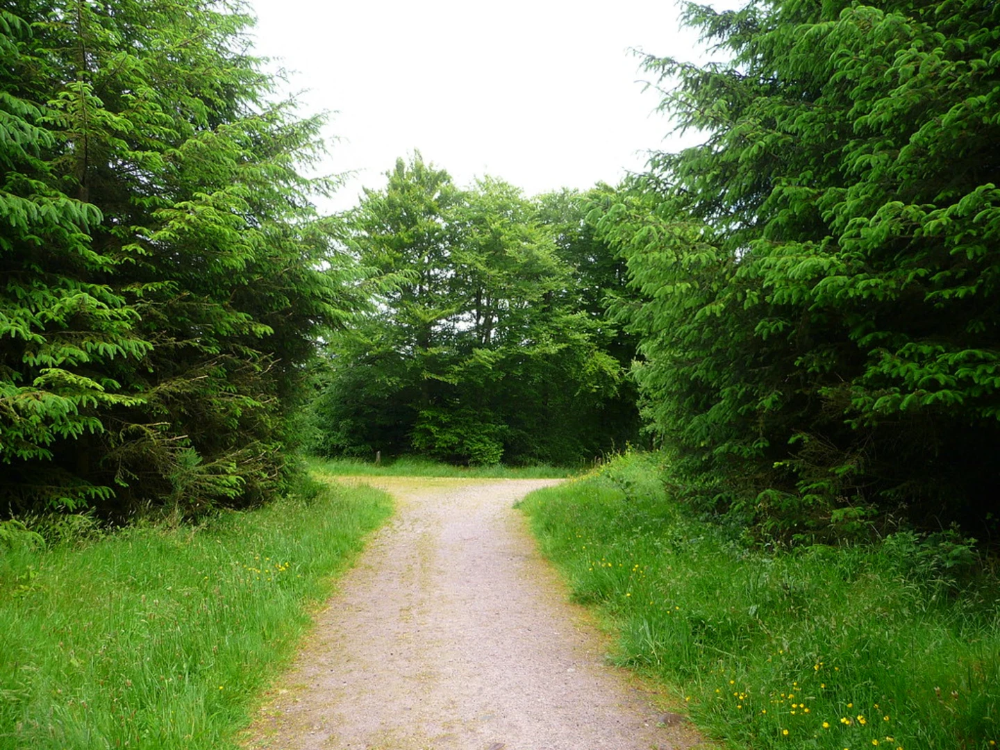 An image depicting the trail Moanbaun Wood - Nature Trail and its surrounding area.