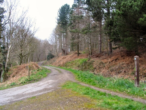 Wharncliffe Woods and Lady Wharncliffe's Road