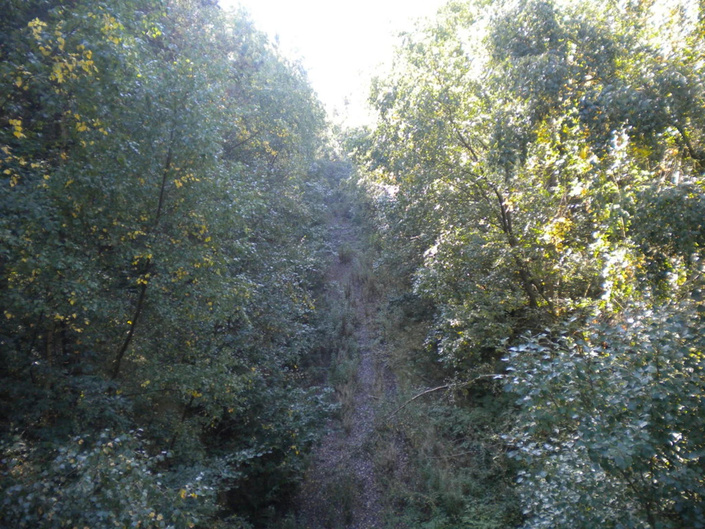 An image depicting the trail Sansom Wood Loop and its surrounding area.