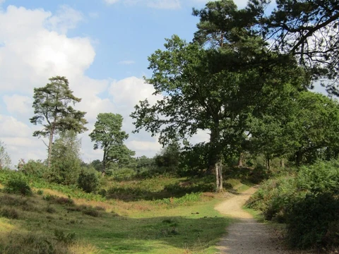An image depicting the trail Leith Hill Loop and its surrounding area.