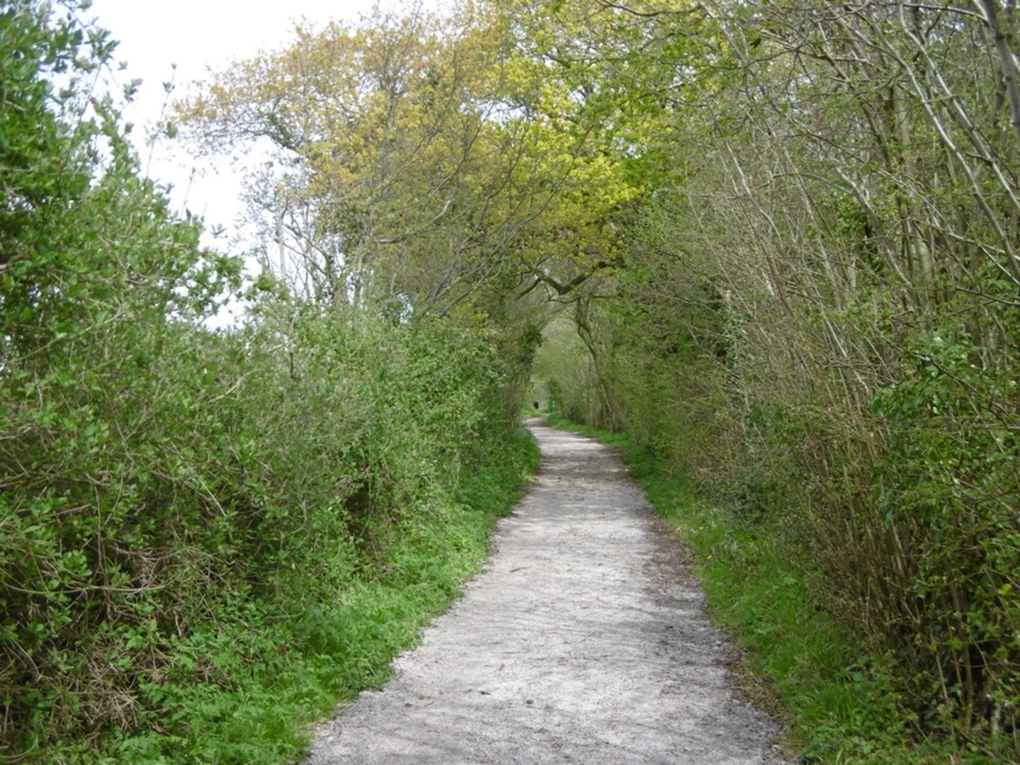 An image depicting the trail Stodmarsh National Nature Reserve and its surrounding area.