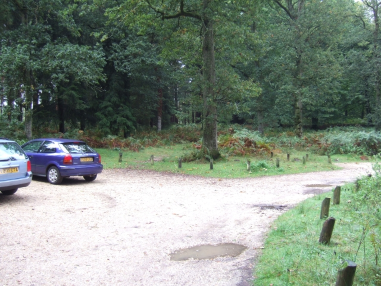 An image depicting the trail Giant Sequoia and Aleridgehill Inclosure via Tall Trees Trail and its surrounding area.