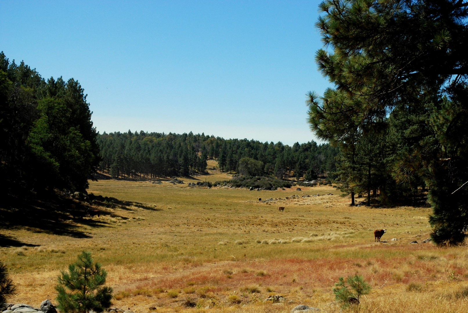 An image depicting the trail Gatos - Chico Ravine Connector Trail and its surrounding area.