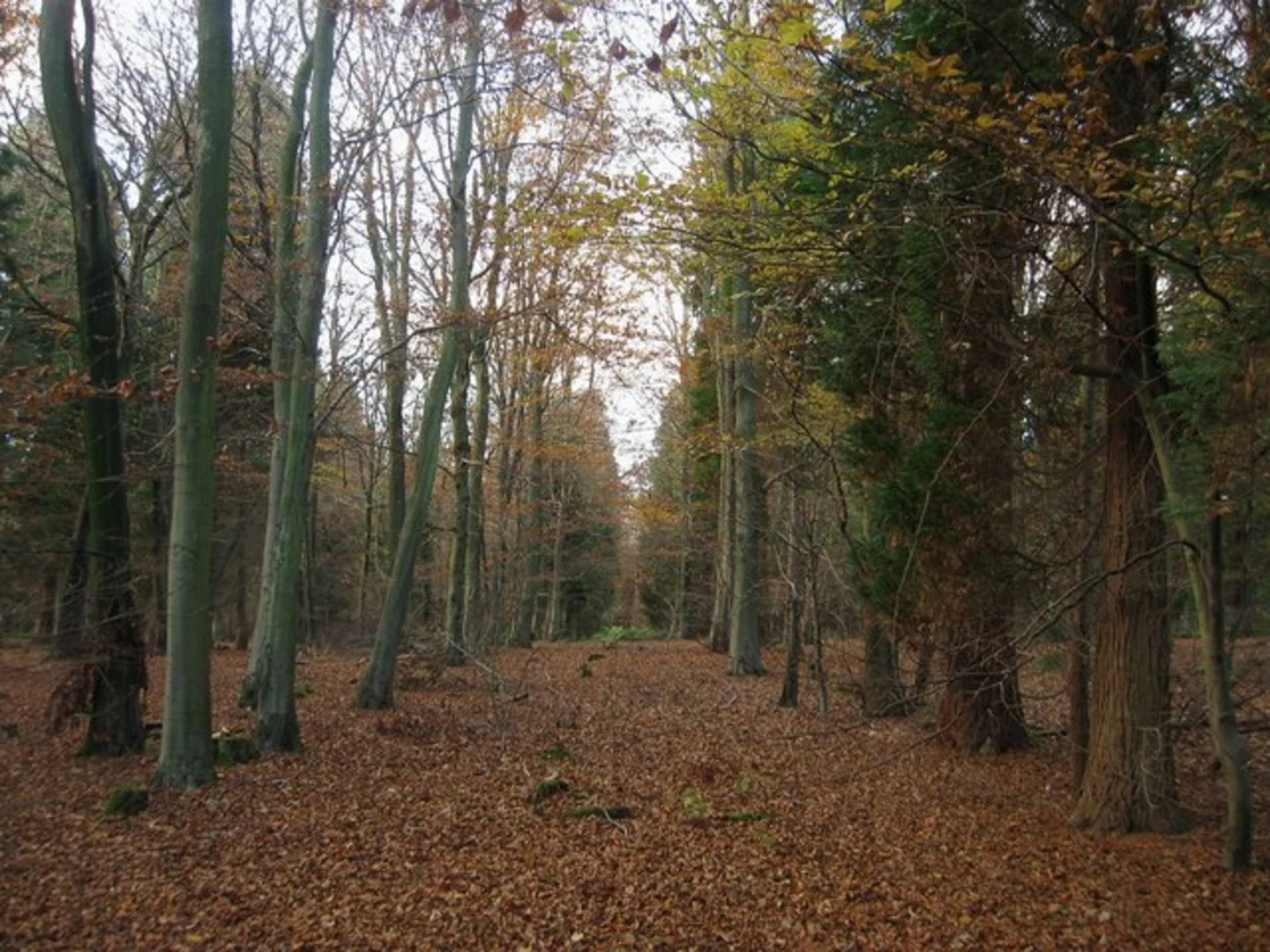 An image depicting the trail Friston Forest Loop and its surrounding area.