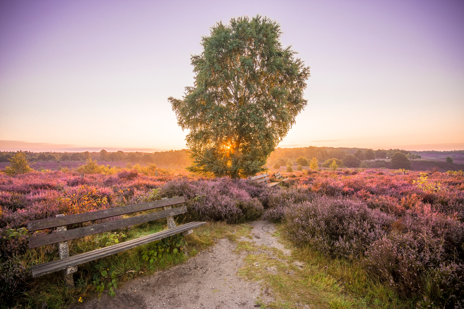 An image depicting the trail Veluwe Zwerfpad and its surrounding area.